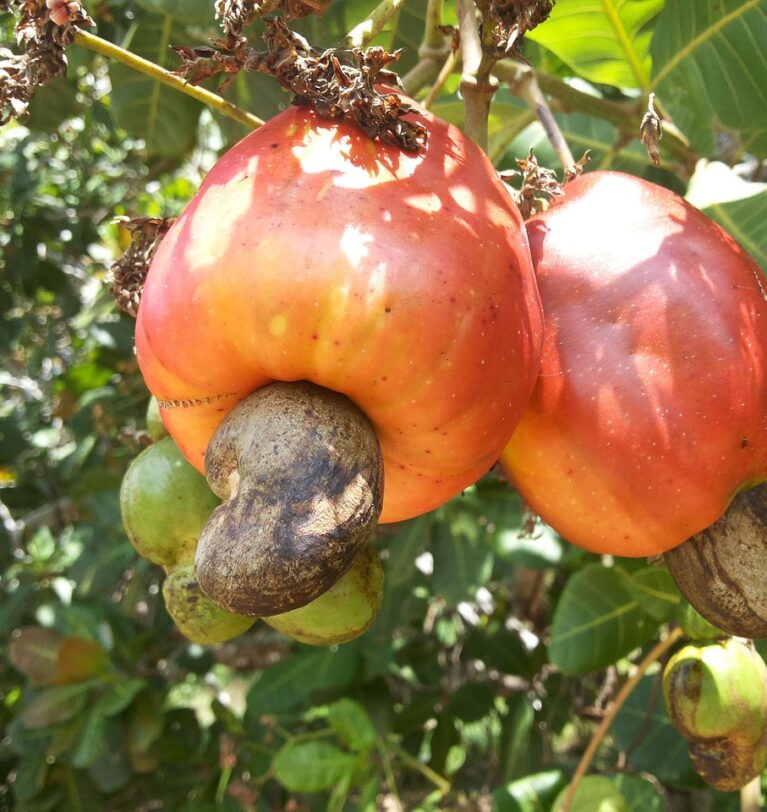 Cashew Nut Supply Chain Outlook 2026: More Volume on Paper, Tighter Margins in Practice